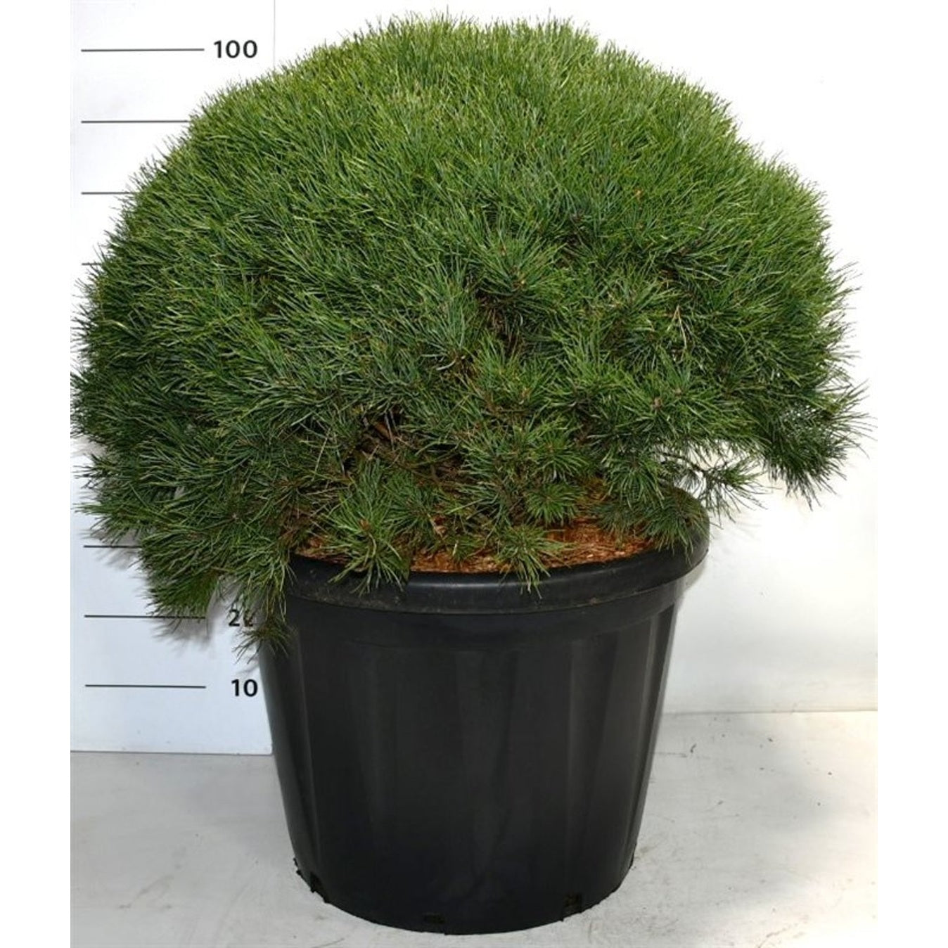 Tall – Pinus sylvestris 'Watereri' - C80 70-80 cm. Bol